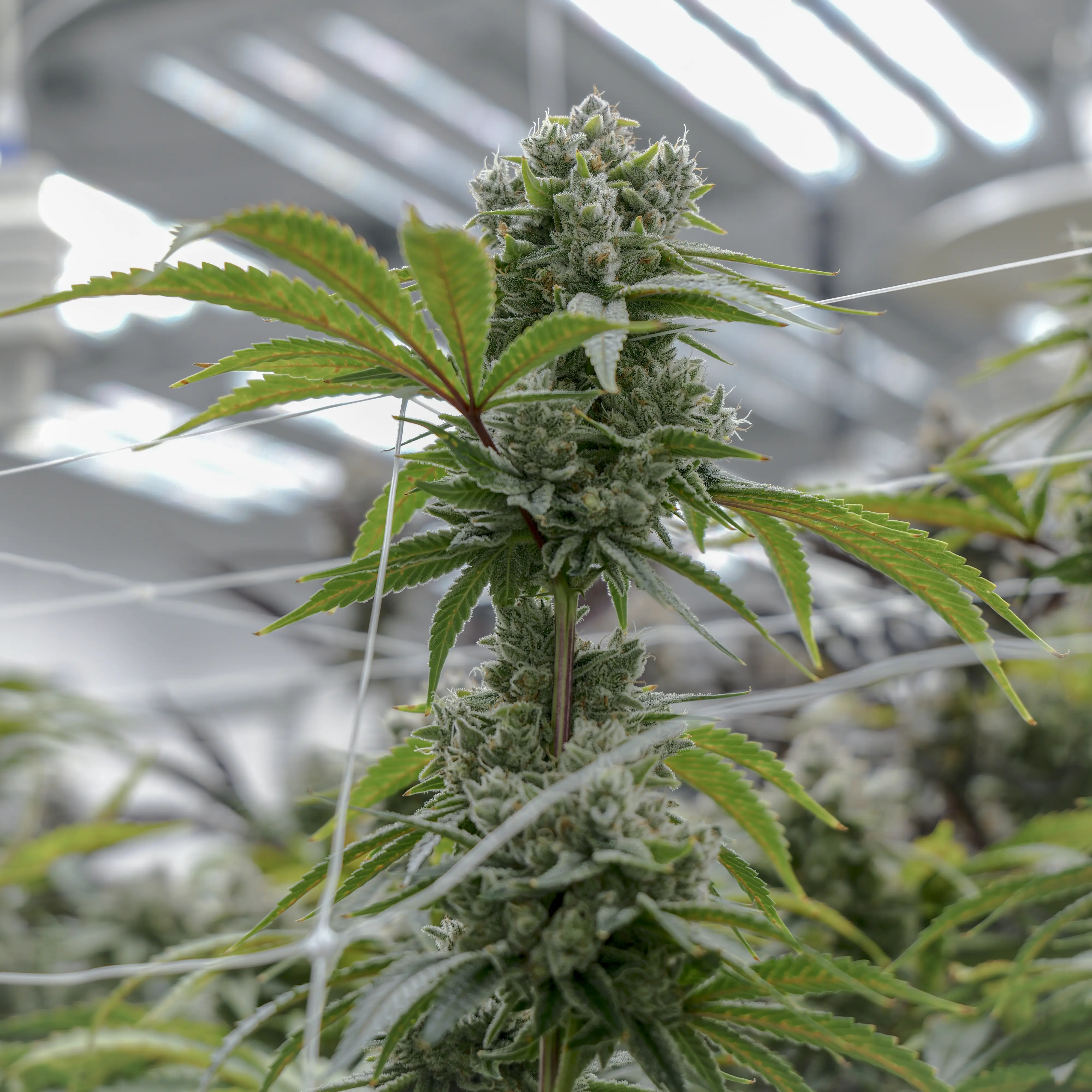 GG4 flower