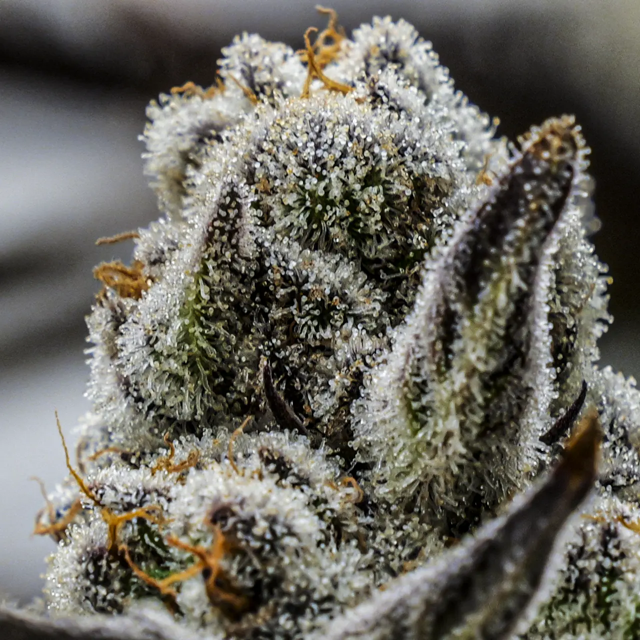 Glitter Bomb flower