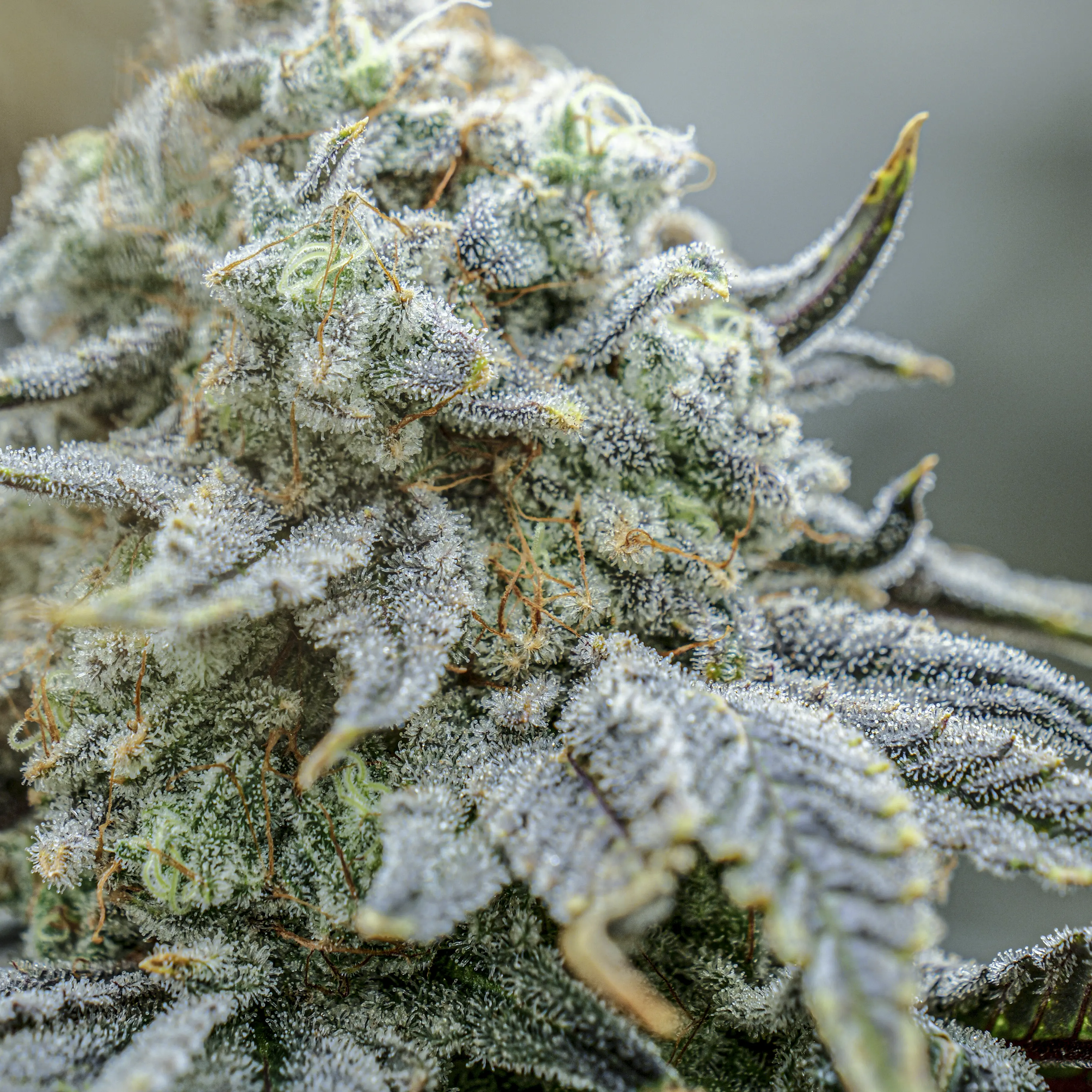 Endless Frost flower