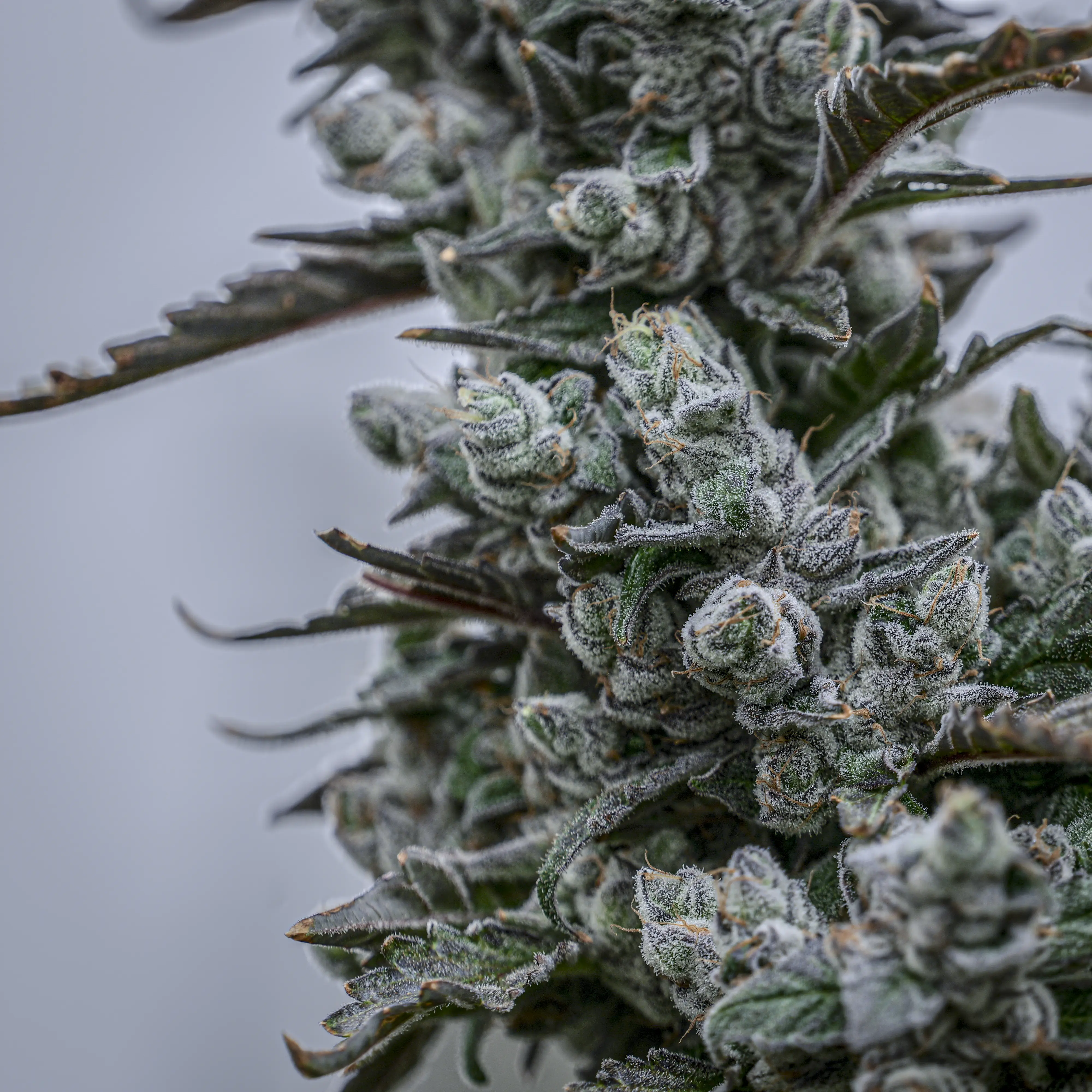 Daily Grape flower