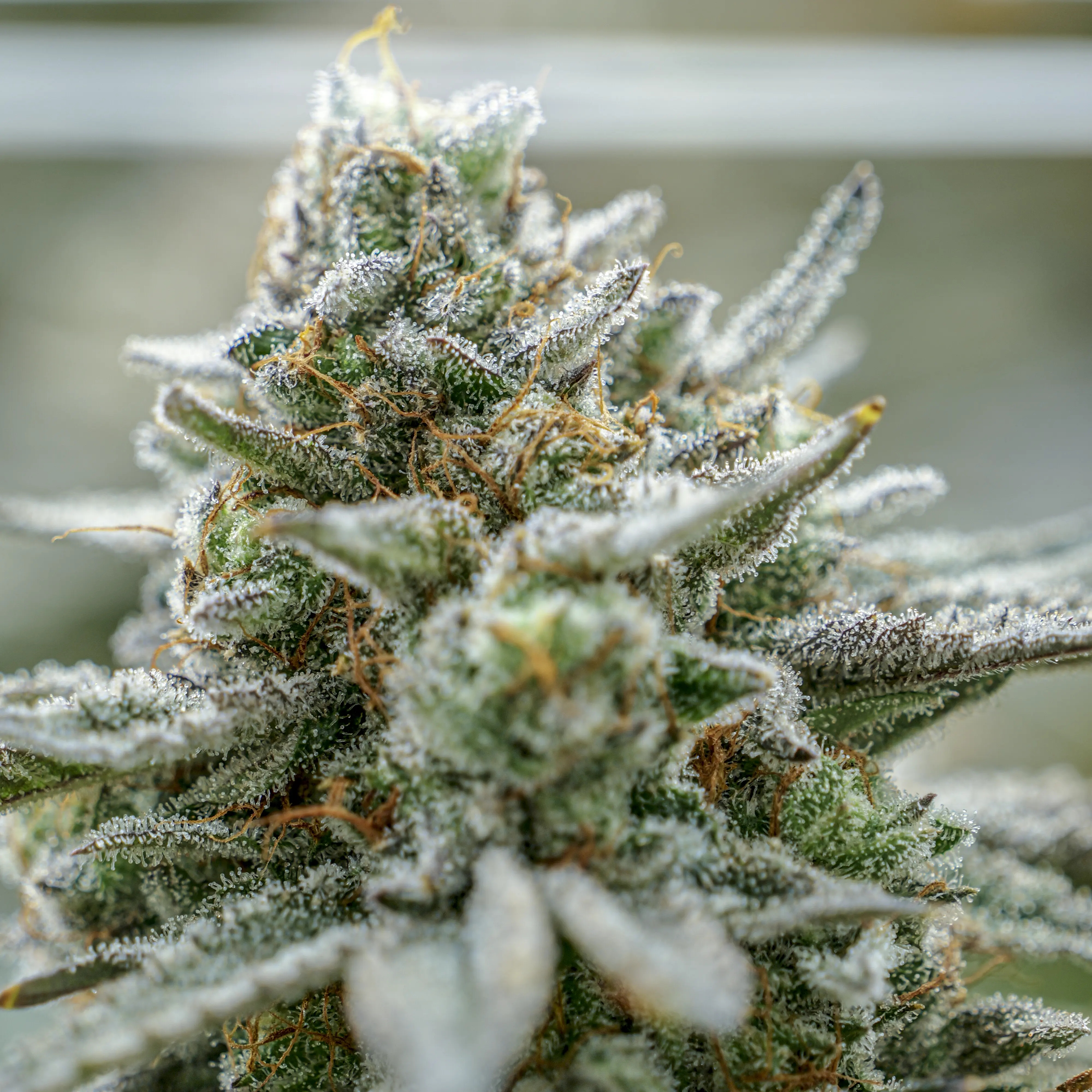 Dulce de Fresa x Deep Space #52 flower