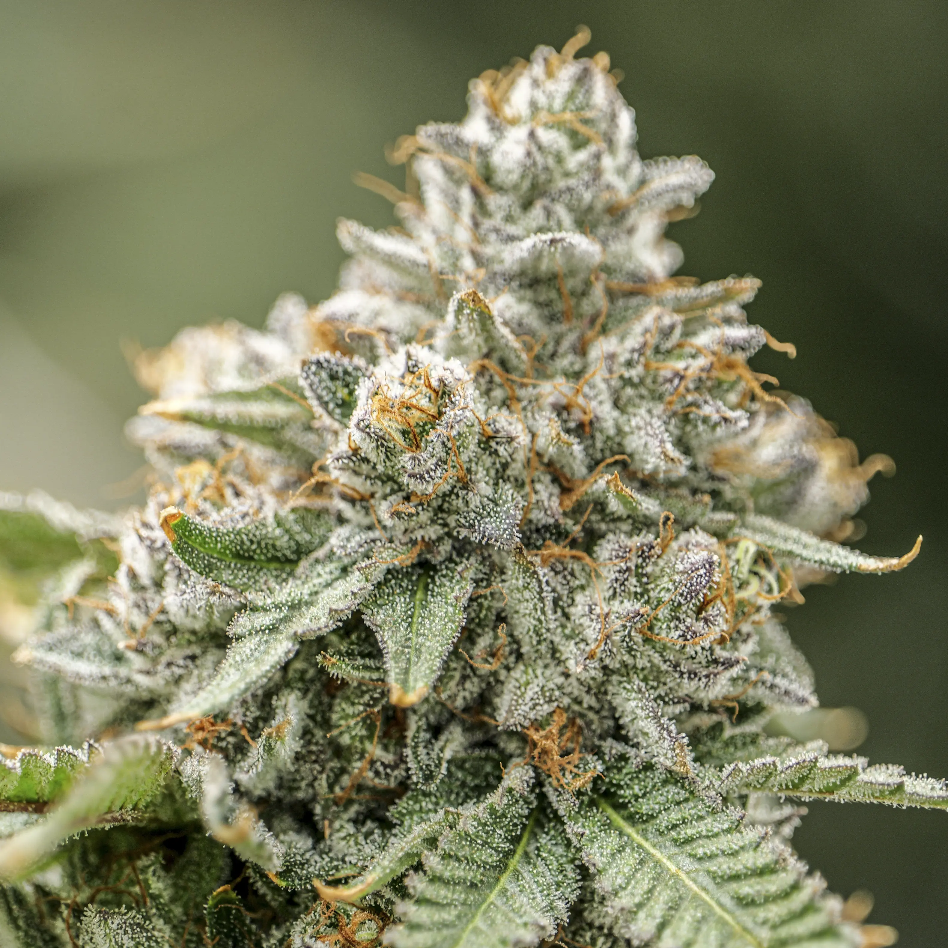 Bananaconda flower