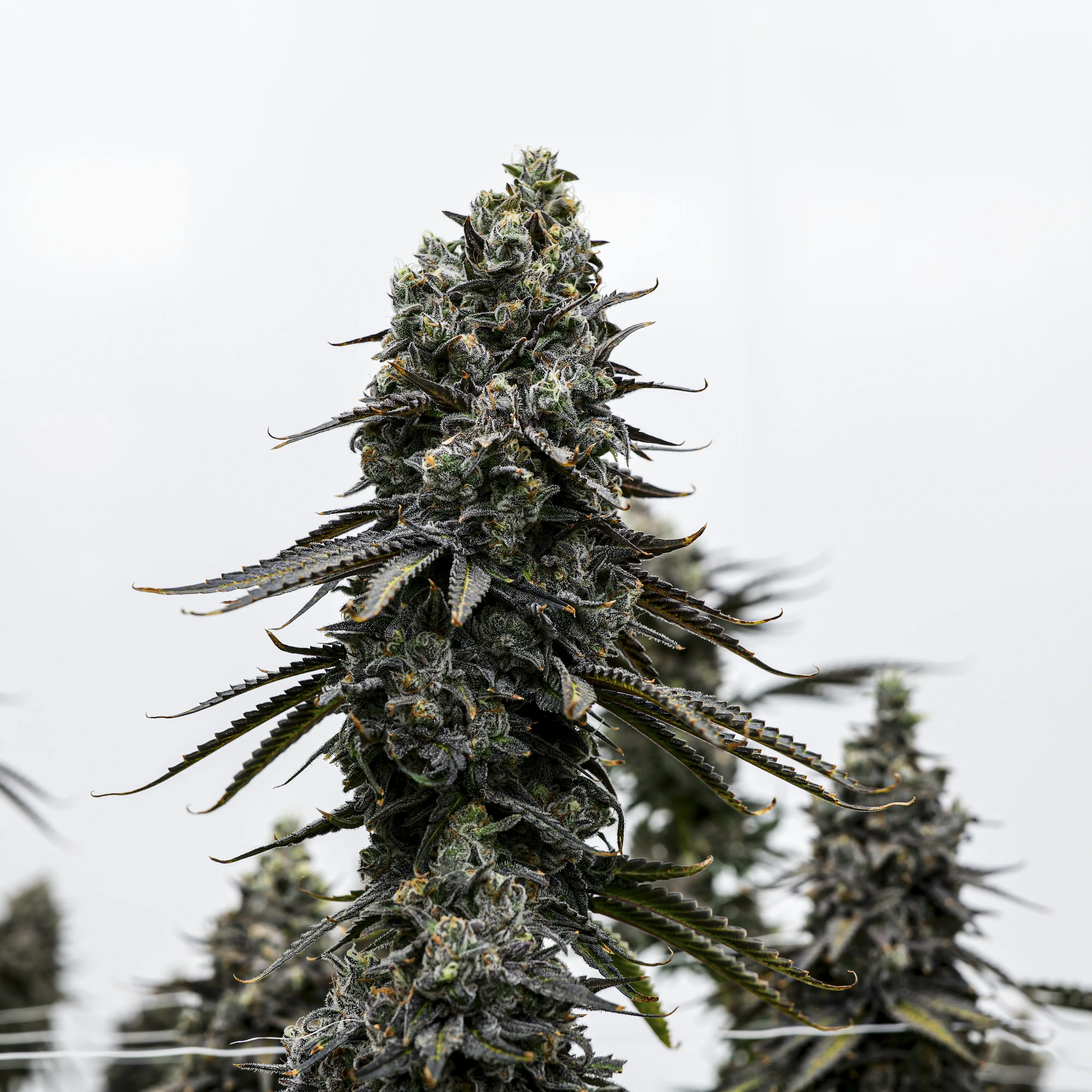 Sundae Driver flower
