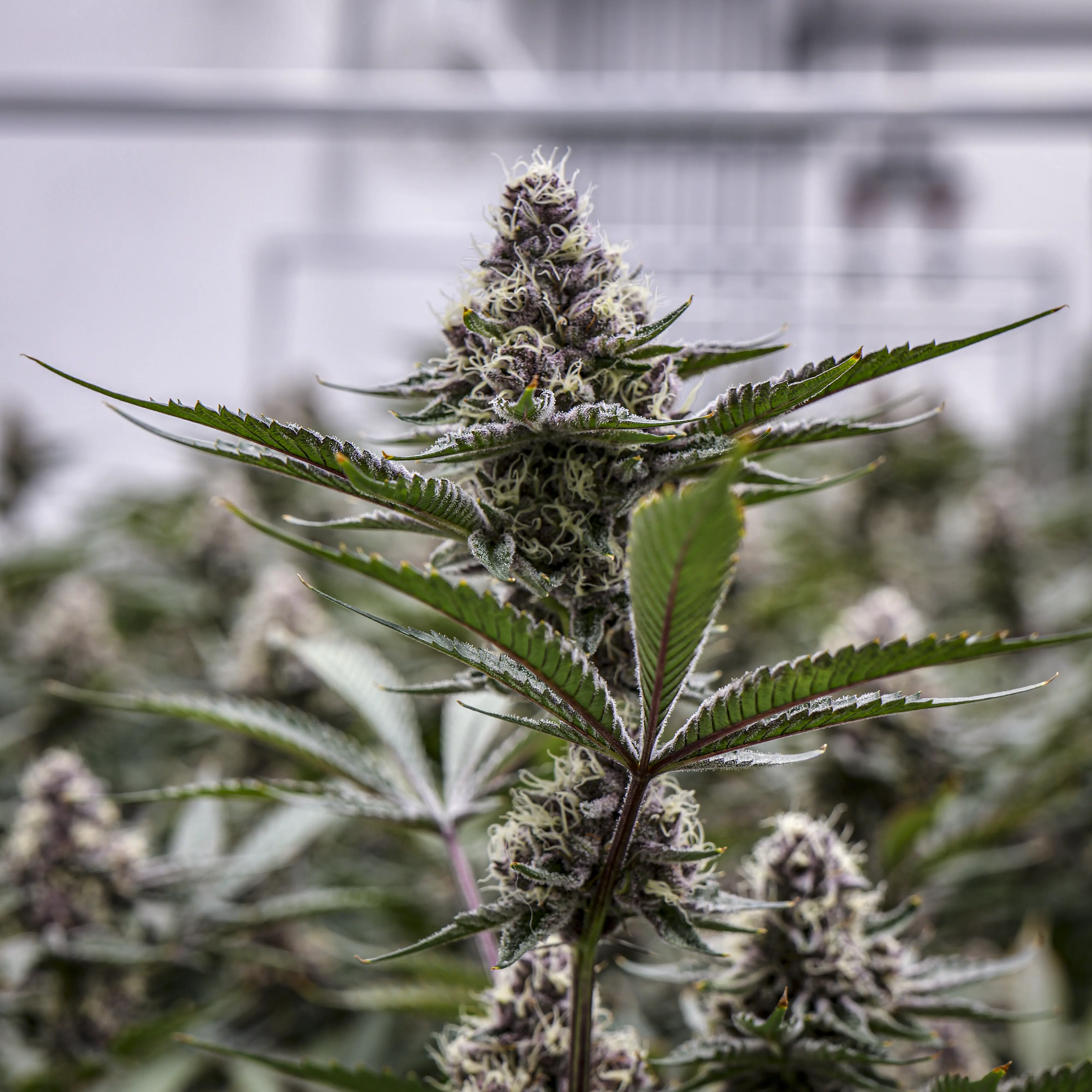 Black Cherry Gelato flower